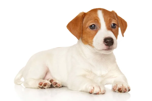 Jack Russell terrier på vit — Stockfoto