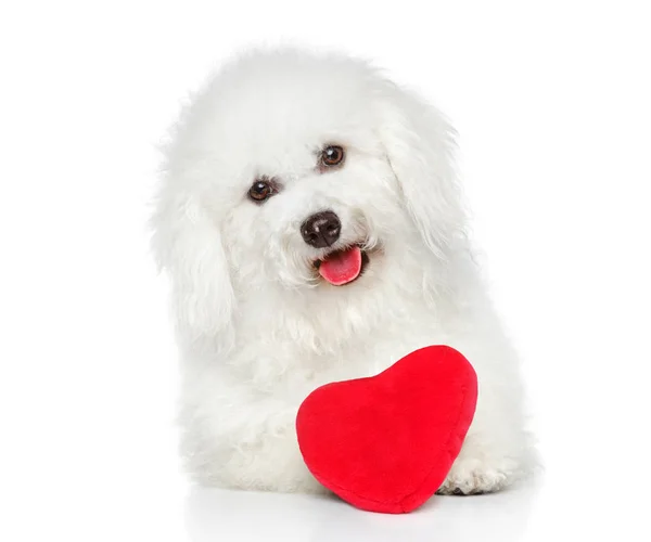 Perro maltés con corazón rojo de San Valentín — Foto de Stock