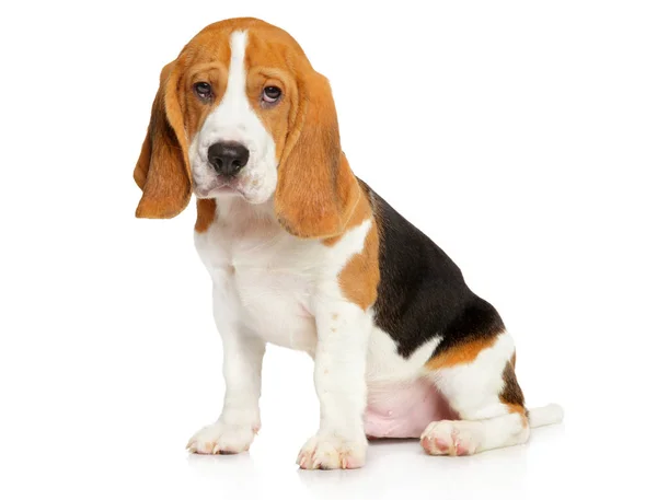 Beagle щенок на белом фоне — стоковое фото
