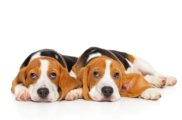 Dois cachorros Beagle no fundo branco — Fotografia de Stock