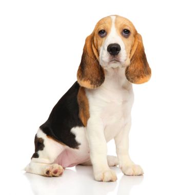 Beyaz bir arka plan üzerinde Beagle köpek yavrusu