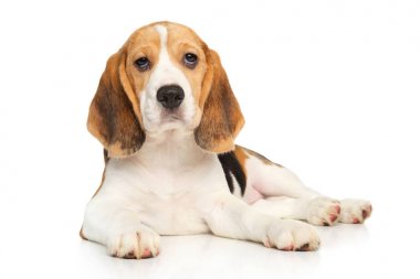 Poz beagle köpek yavrusu