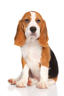 Beagle köpek yavrusu oturur