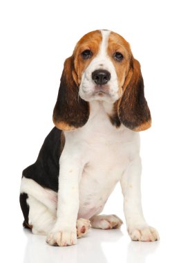 Beyaz arka planda köpek yavrusu