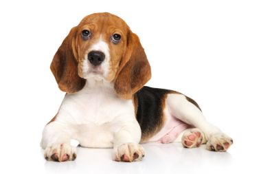 Beyaz arka planda köpek yavrusu