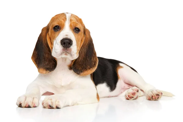 Beagle yavru yalan — Stok fotoğraf