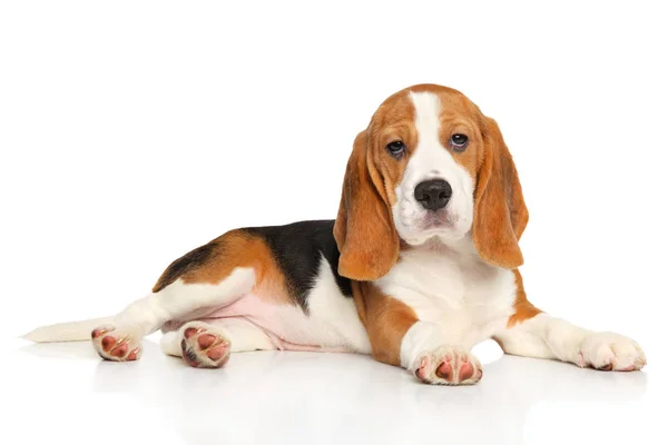 Beagle puppy lying — Stock Photo, Image