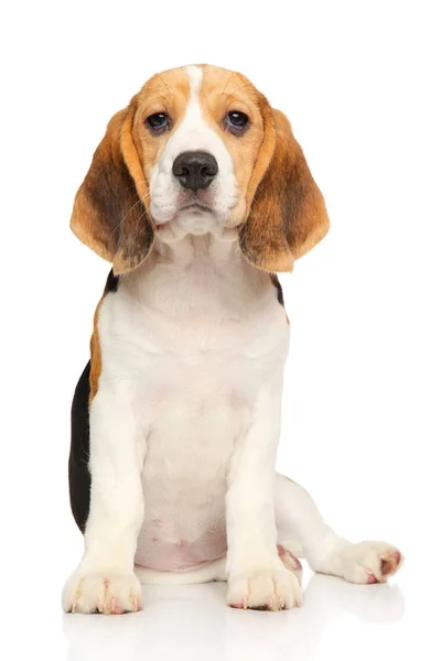 Beyaz bir arka plan üzerinde Beagle köpek yavrusu — Stok fotoğraf