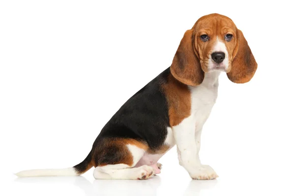Beagle щенок на белом фоне — стоковое фото