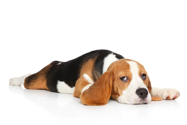 Beagle valp liggande — Stockfoto