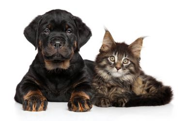 köpek ve kedi birlikte yalan