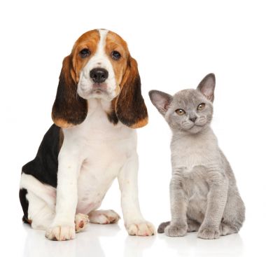 köpek ve kedi birlikte
