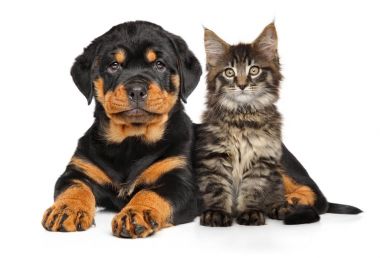 köpek ve kedi