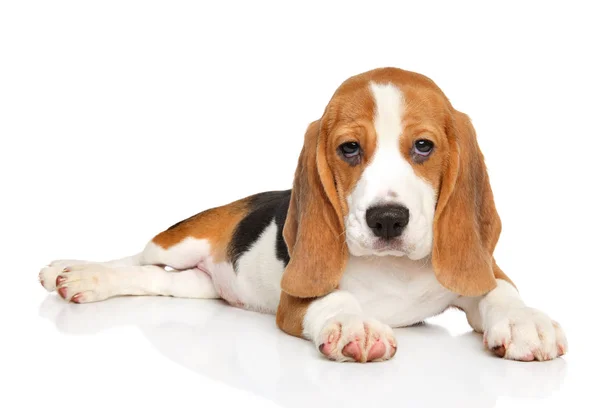 Beagle štěně pózuje na bílém pozadí — Stock fotografie
