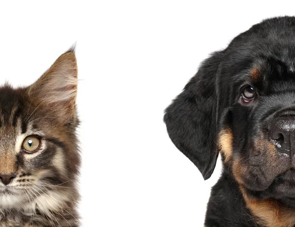 Cão e gato, metade do focinho — Fotografia de Stock