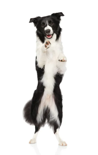 Border Collie on hind legs — Stock Photo, Image