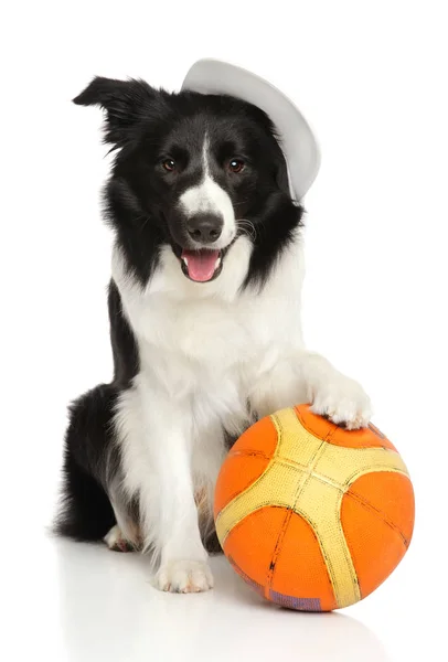 Щасливий собака з баскетбольним м'ячем — стокове фото