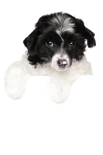 Chinese crested puppy on white banner — Stock Photo, Image
