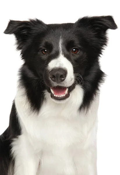 Sınır çoban köpeği portresi — Stok fotoğraf