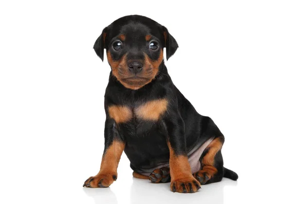 Cute Miniature Pinscher puppy — Stock Photo, Image
