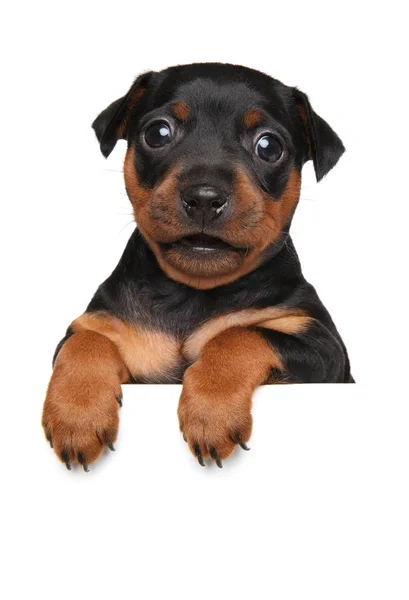 Miniatura Pinscher cachorro en bandera blanca — Foto de Stock