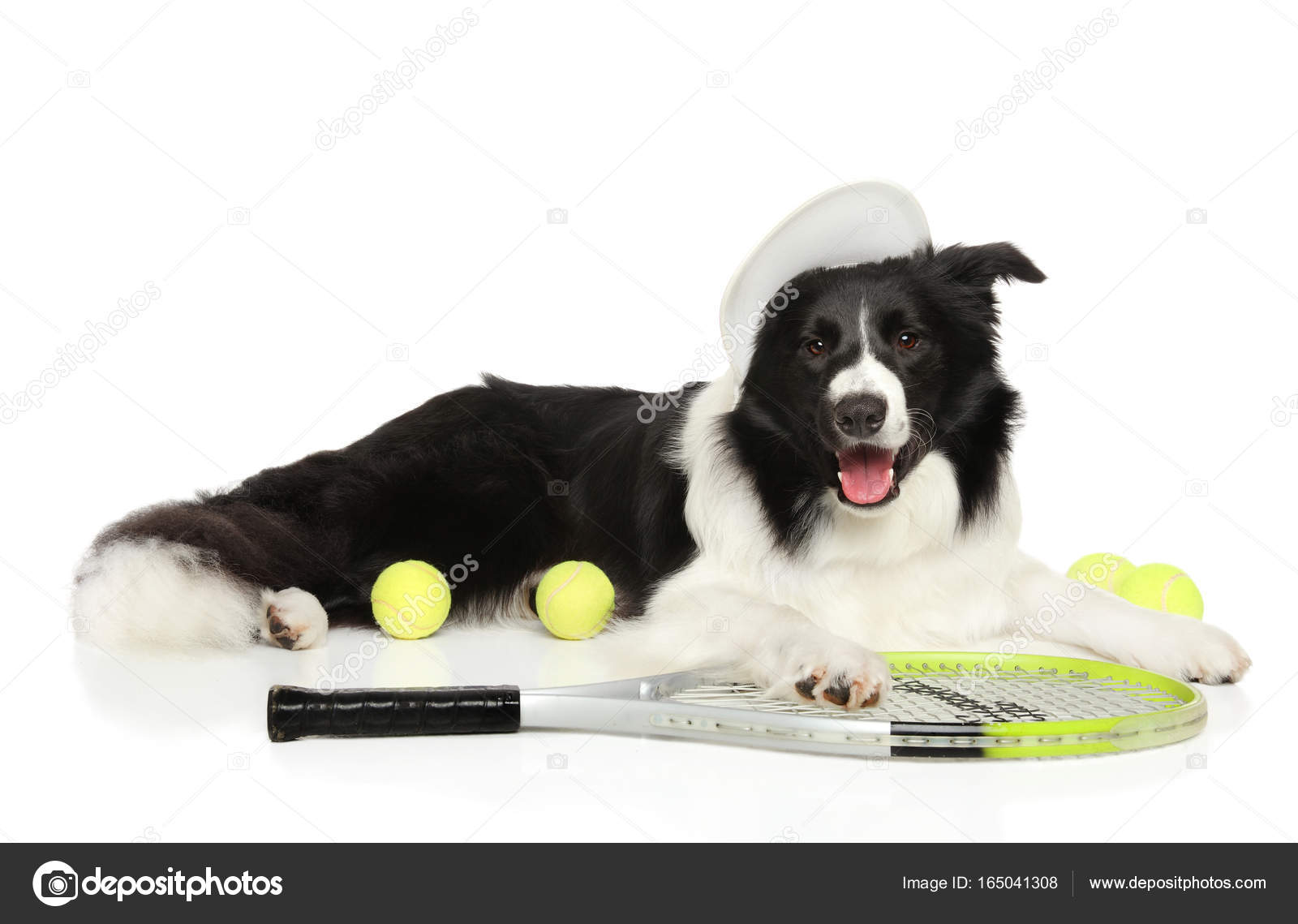 border collie ball