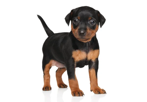 Minyatür pinscher köpek yavrusu — Stok fotoğraf