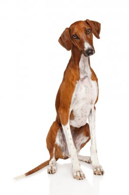 Beyaz arka planda Azawakh