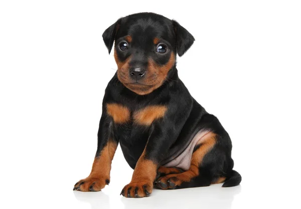 Zwergpinscher 강아지 화이트에 — 스톡 사진