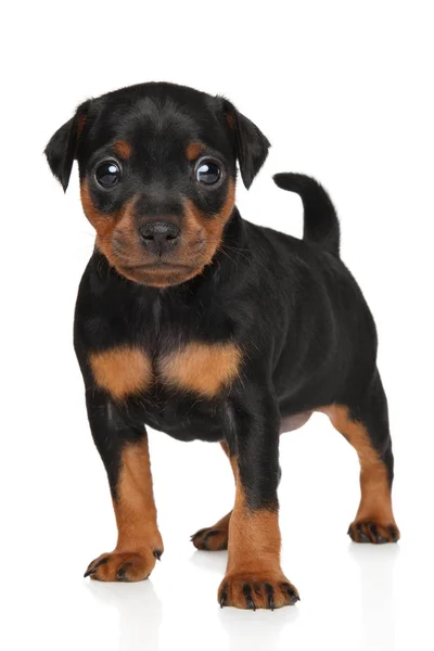 Zwergpinscher puppy in stand — Stok fotoğraf