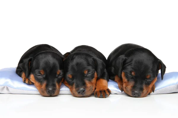 Tři roztomilé štěně spí — Stock fotografie