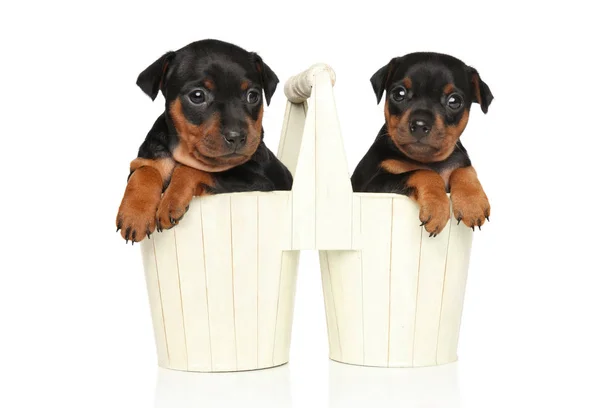 Miniatura Pinscher cachorros en macetas de jardín —  Fotos de Stock
