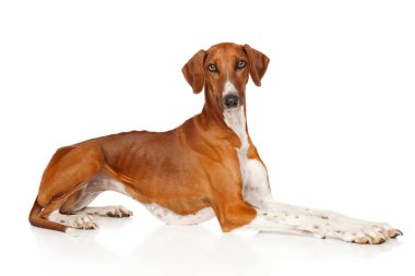 Azawakh beyaz bir arka plan üzerinde