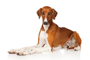 Azawakh beyaz bir arka plan üzerinde