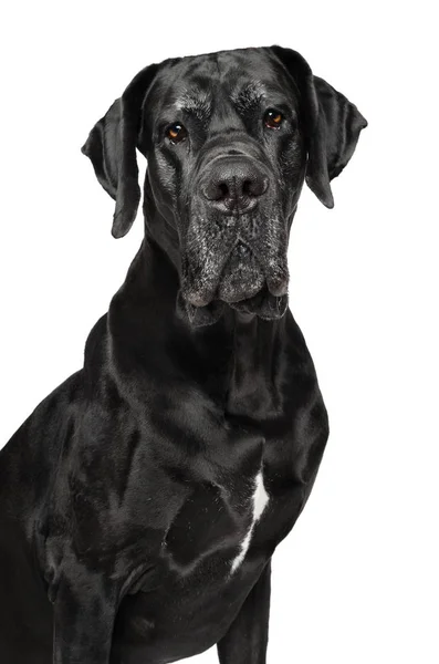 Great Dane geïsoleerd op wit — Stockfoto