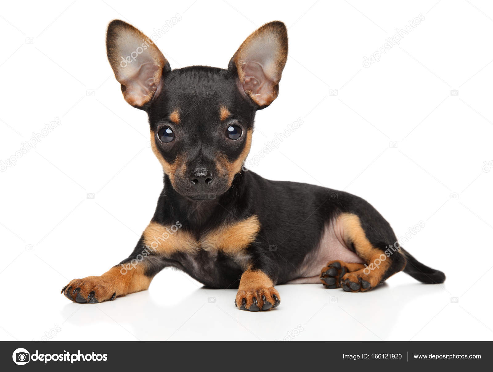 Toy Terrier Puppy Stock Photo By