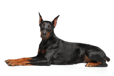 Doberman zarif yalan