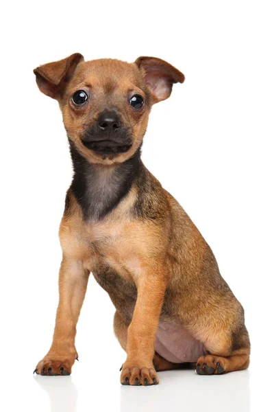 Juguete Terrier cachorro sobre fondo blanco — Foto de Stock