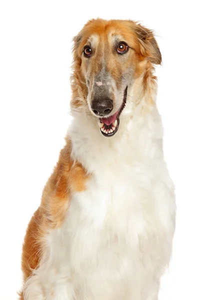Borzoi the Russian Wolfhound on white background — Stock Photo, Image