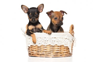 Sepet içinde oyuncak terrier yavruları