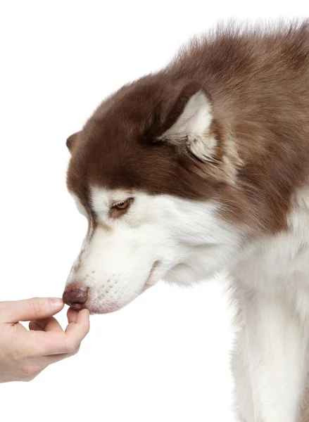 Siberian Husky annusa la mano — Foto Stock