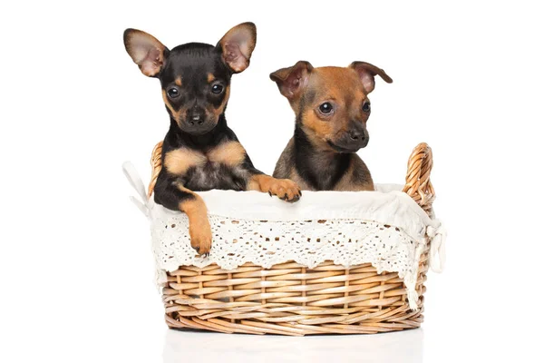 Sepet içinde oyuncak terrier yavruları — Stok fotoğraf