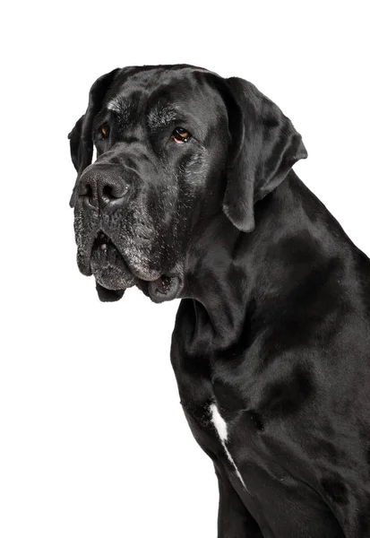 Portrait of Great Dane dog — Stock Photo, Image