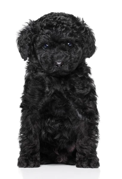 Toy poodle puppy on white — Stock Photo, Image