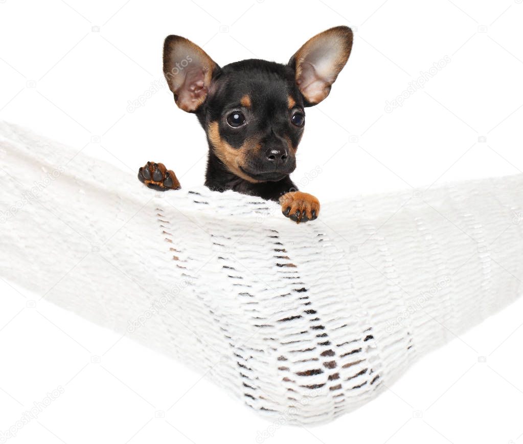 Toy terrier puppy in a hammock