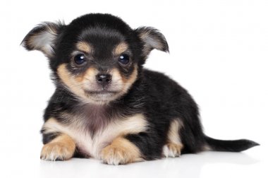 Chihuahua küçük köpek yavrusu