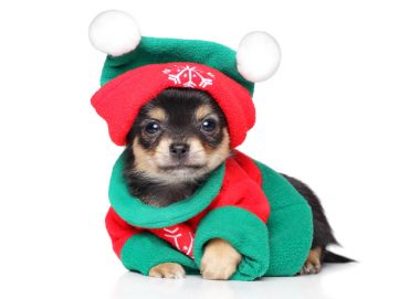 Chihuahua köpek Noel Baba kostüm