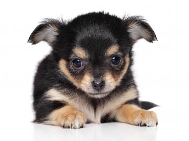 Beyaz arka planda chihuahua köpek yavrusu