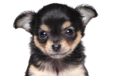 Beyaz arka planda chihuahua köpek yavrusu