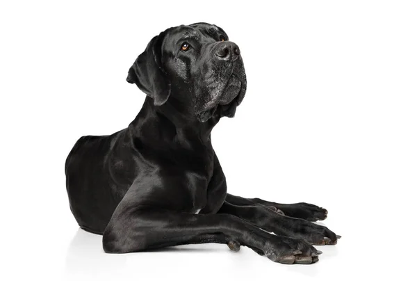 Great Dane on white background — Stock Photo, Image